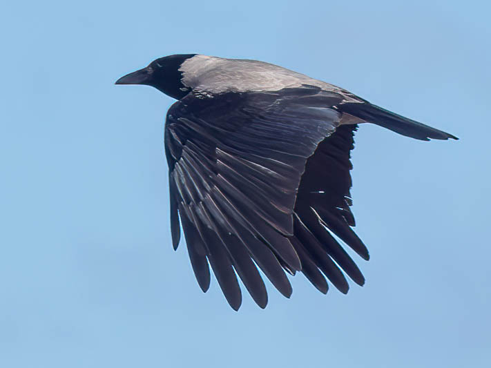 Hooded Crow (Corvus cornix).jpg
